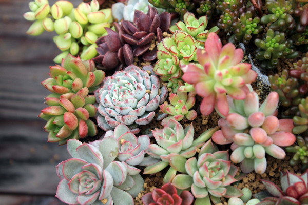 怎么养多肉植物,控水控温/光照充足/通风透气
