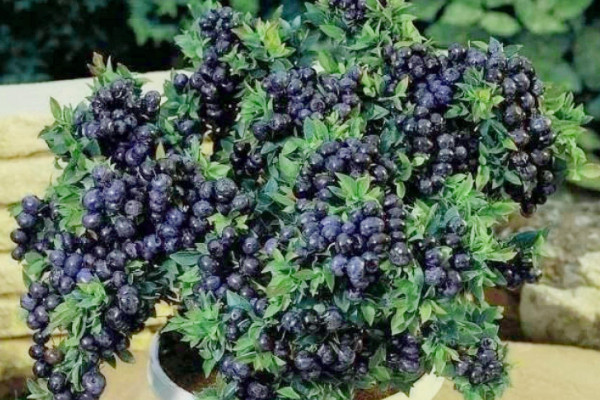 蓝莓树怎么种,水分浇足浇透肥料稀释后再添加