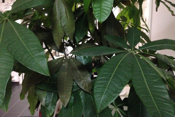发财树枝干变软,及时更换土壤/控水控肥/杀菌除虫