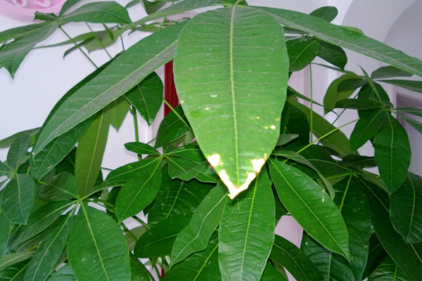 发财树枝干变软,及时更换土壤/控水控肥/杀菌除虫