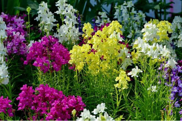 金鱼草花语是什么,活泼热闹、清纯