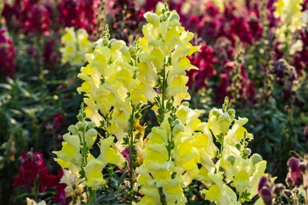 金鱼草花语是什么,活泼热闹、清纯
