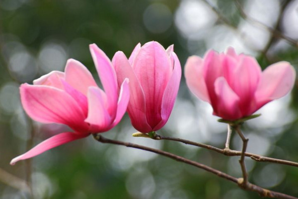 木兰花花语是什么,高尚的灵魂、崇高的敬意