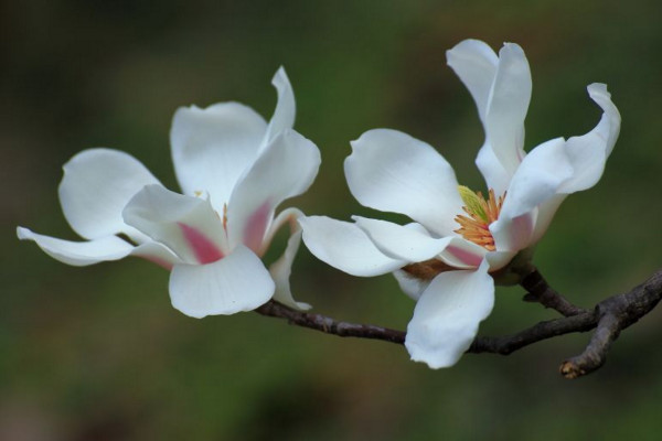 木兰花花语是什么,高尚的灵魂、崇高的敬意
