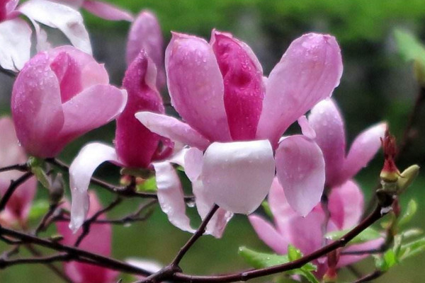 木兰花花语是什么,高尚的灵魂、崇高的敬意