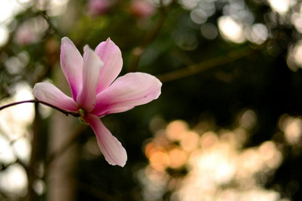 木兰花花语是什么,高尚的灵魂、崇高的敬意