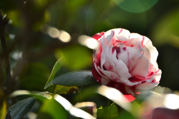茶花种植方法及养护,稳定生长温度在18~25℃之间