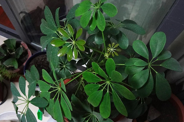 鸭脚木怎么养长得快,控温控水/接受散射光/适量追肥