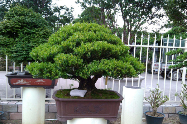 雀舌黄杨盆景怎么养护,施肥以自然肥或有机肥为主