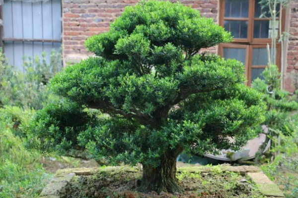 雀舌黄杨盆景怎么养护,施肥以自然肥或有机肥为主