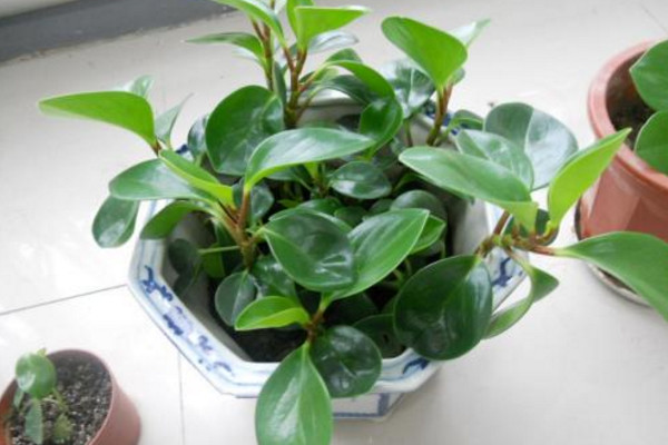小家碧玉花卉怎么养,保证土壤肥沃以及光照适宜