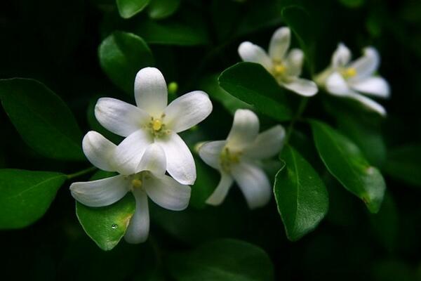 九里香开花时间，在每年的4~8月绽放