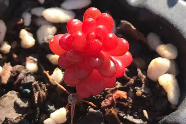 红色浆果多肉怎么养,充足的光照以及合理的肥水