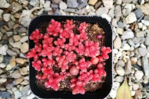 红色浆果多肉怎么养,充足的光照以及合理的肥水