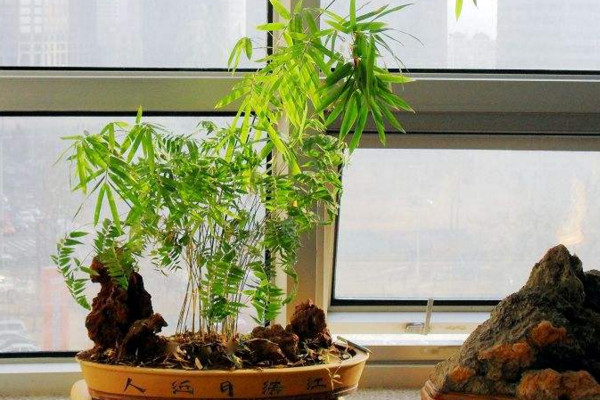 米竹的养殖方法和注意事项,做好以下4点是关键