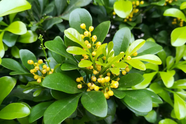 米兰花的养殖方法,在20~25℃中接受10小时散射光照