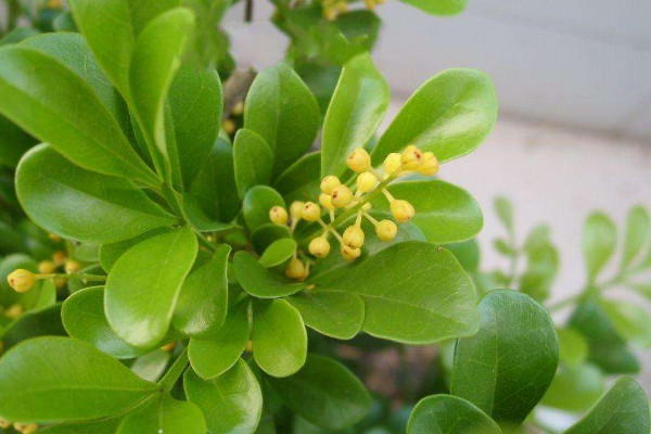 米兰花的养殖方法,在20~25℃中接受10小时散射光照