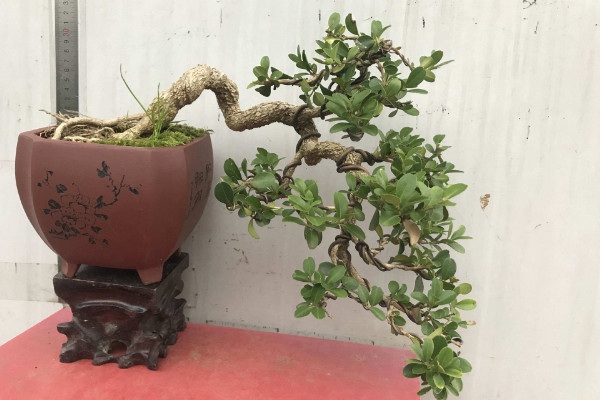 黄杨盆景的养护与管理,光照要充足给水要充沛