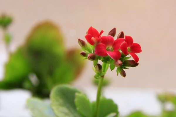 长寿花打顶与摘心方法,幼年摘心成苗打顶