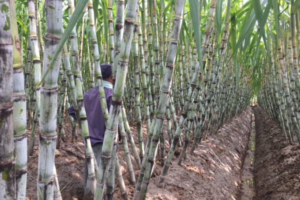 甘蔗什么时候种植,春季1~3月或秋季8~9月