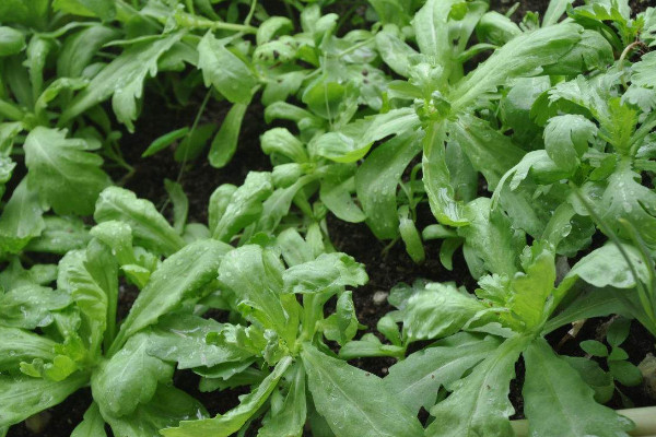茼蒿种植时间和方法,春季2~5月或秋季7~9月种植