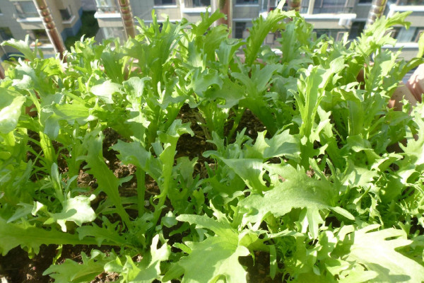 茼蒿种植时间和方法,春季2~5月或秋季7~9月种植