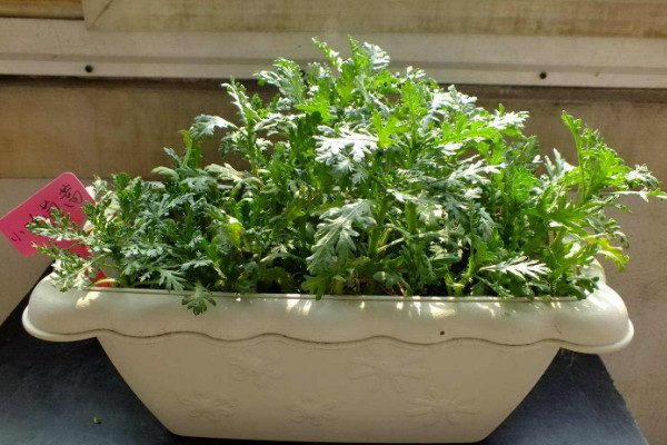 茼蒿种植时间和方法,春季2~5月或秋季7~9月种植