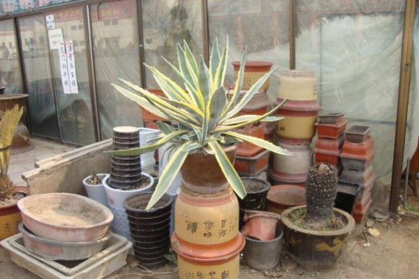 金边龙舌兰的养殖方法,做好以下5点是关键