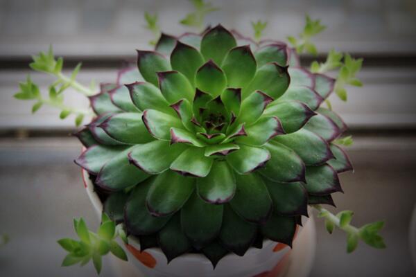 多肉植物怎么养护,控制浇水并保证光照充足