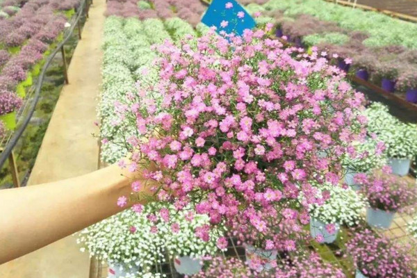 满天星花怎么养,做好以下4点是关键