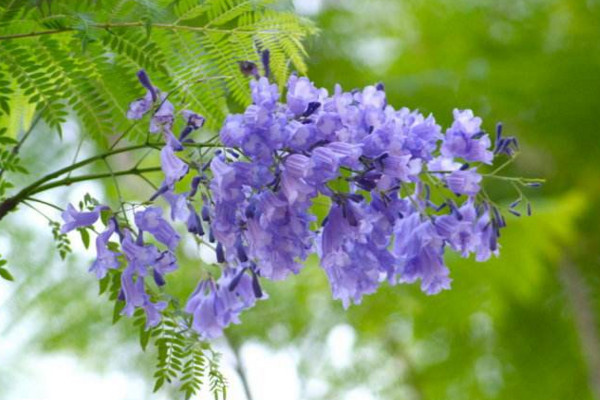 蓝花楹的花语，宁静深远、抑郁绝望