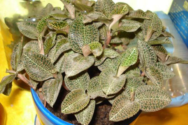 金线莲的种植环境,在20~30℃之间接受明亮充足的光照