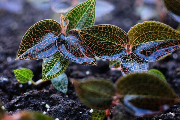 金线莲的种植环境,在20~30℃之间接受明亮充足的光照