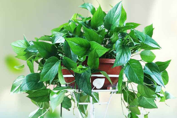 室内干燥养什么植物,绿萝/君子兰/合果芋/芦荟等