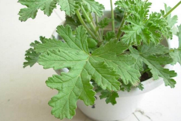 驱蚊草怎么养,4步教你养好驱蚊草