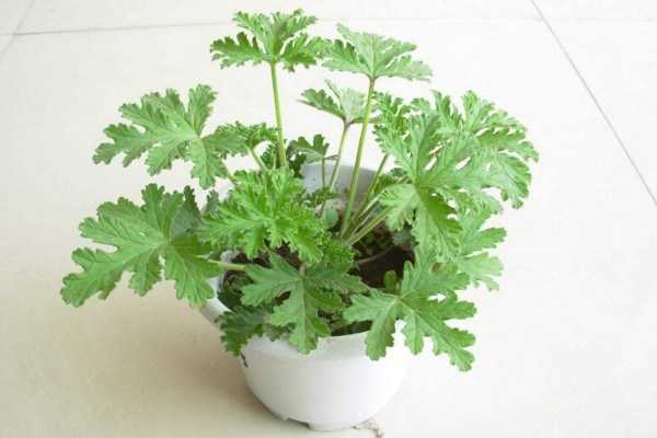 驱蚊草怎么养,4步教你养好驱蚊草