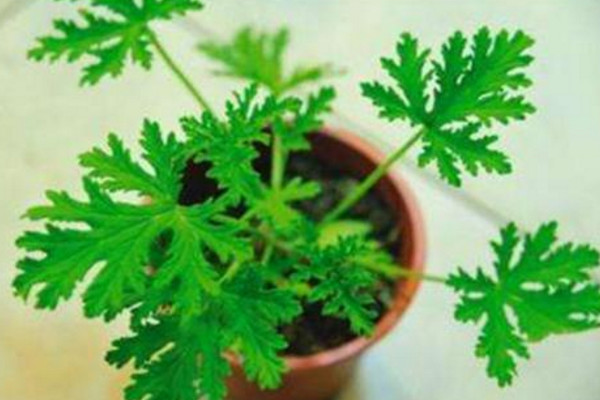 驱蚊草怎么养,4步教你养好驱蚊草