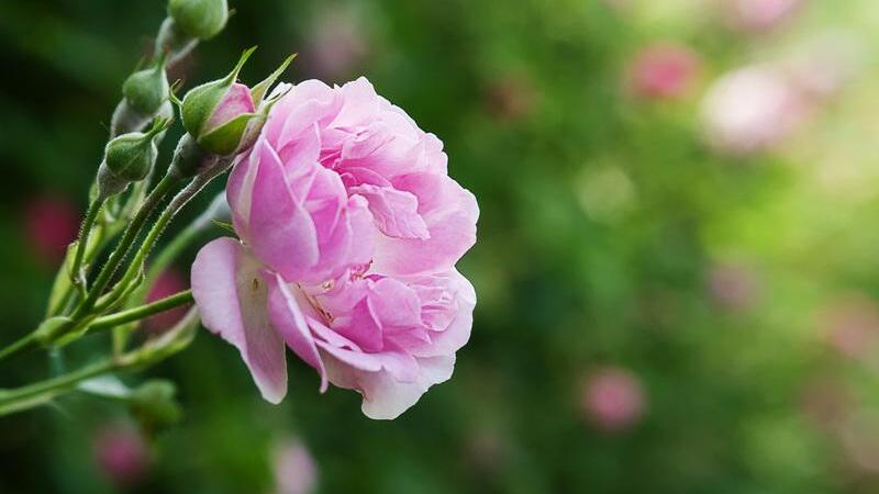 蔷薇花语