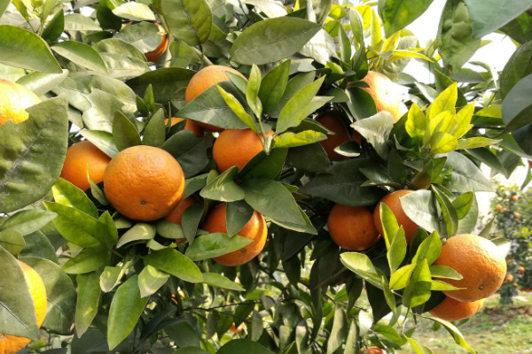 沃柑种植技术与管理,密植可以提高果实产量