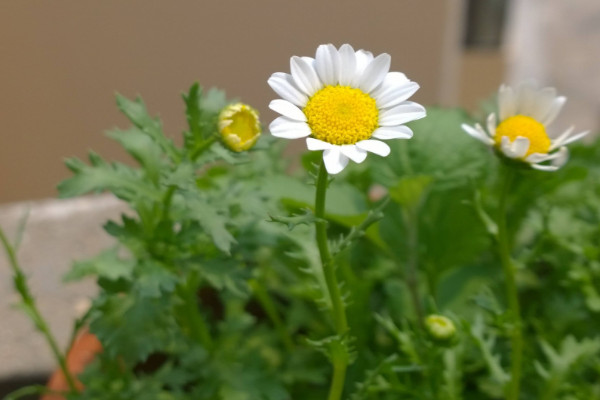 白晶菊怎么种，泡水催芽后再种入土壤里