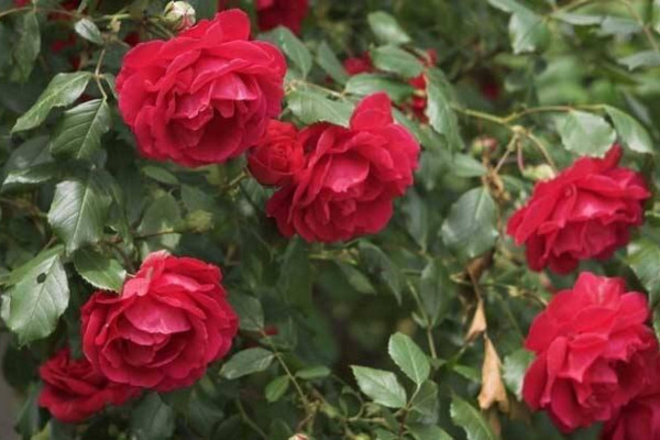 玫瑰花的繁殖方法有哪些，可以通过以下4种方法进行
