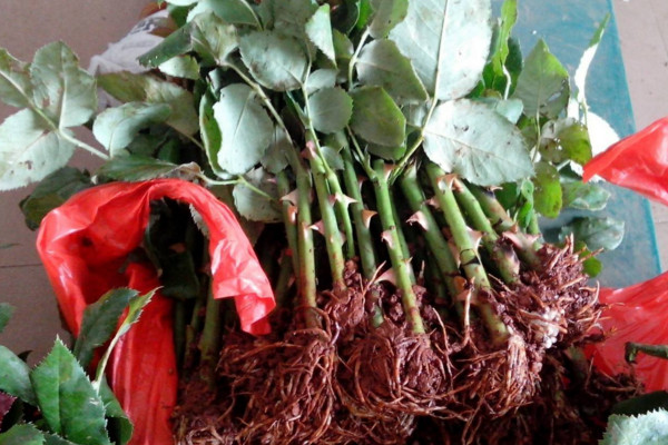 玫瑰花如何育苗,可以通过以下3种方法进行