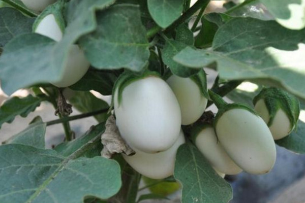 蛋树的种植方法,可以通过以下4步进行