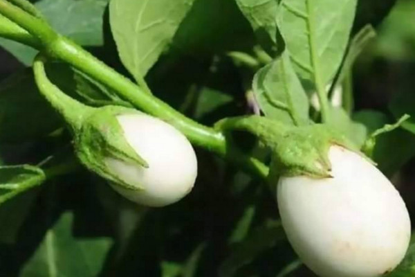 蛋树的种植方法,可以通过以下4步进行