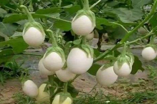 蛋树的种植方法,可以通过以下4步进行