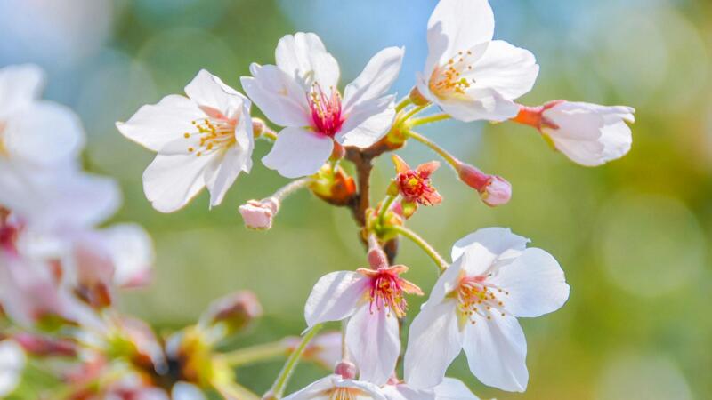 樱花的花语