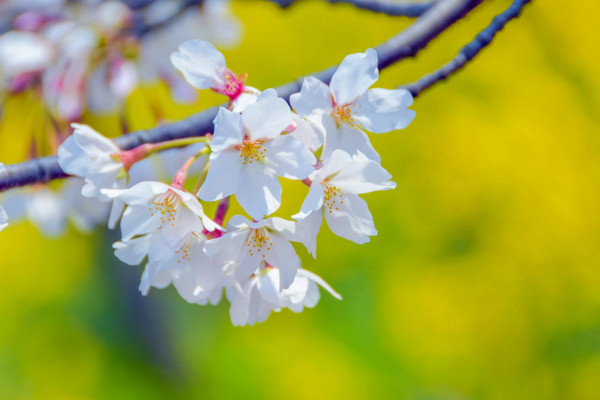 樱花的花语