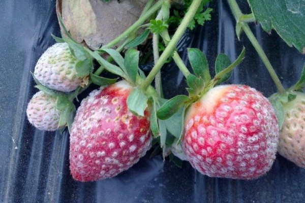 草莓上有白色的东西