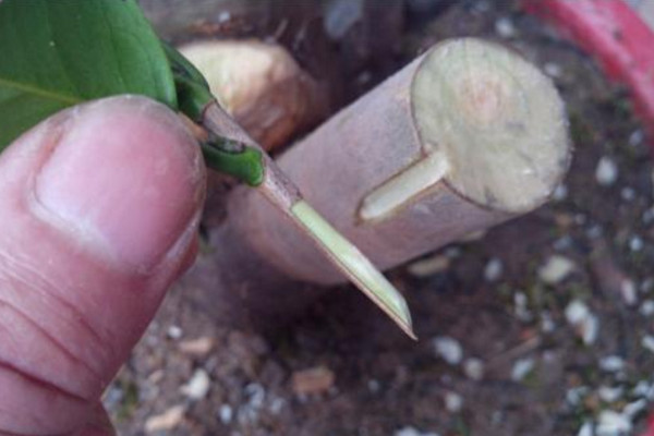 茶花嫁接多长时间成活