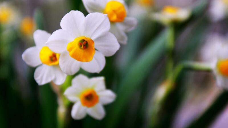 水仙花水培养殖方法